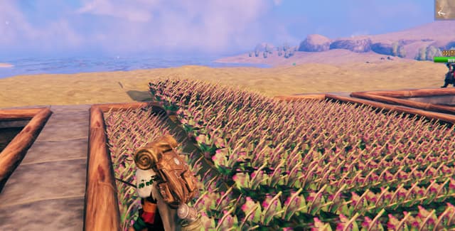 Flax fields in the Plains, harvest incoming.